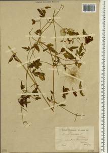 Clematis orientalis L., South Asia, South Asia (Asia outside ex-Soviet states and Mongolia) (ASIA) (Turkey)