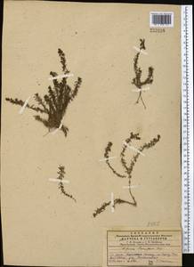 Galium humifusum M.Bieb., Middle Asia, Western Tian Shan & Karatau (M3) (Kazakhstan)
