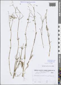 Spergula arvensis L., Eastern Europe, North-Western region (E2) (Russia)