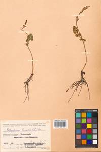 Botrychium lunaria (L.) Sw., Siberia, Chukotka & Kamchatka (S7) (Russia)