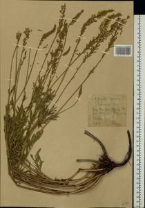 Onobrychis arenaria (Kit.) DC., Eastern Europe, Central forest-and-steppe region (E6) (Russia)