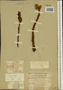 Orobanche alba, Eastern Europe, Central forest-and-steppe region (E6) (Russia)