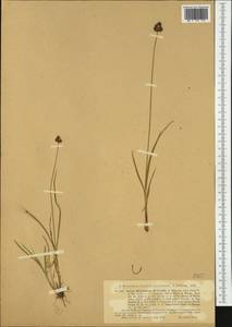 Carex macloviana d'Urv., Western Europe (EUR) (Norway)