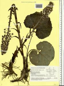 Petasites hybridus (L.) G. Gaertn., B. Mey. & Scherb., Eastern Europe, Central region (E4) (Russia)