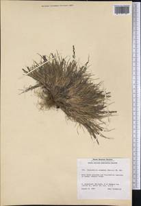 Puccinellia tenella (Lange) Holmb., America (AMER) (Greenland)