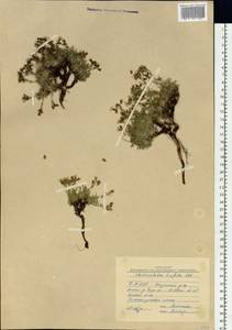 Chamaerhodos trifida Ledeb., Siberia, Baikal & Transbaikal region (S4) (Russia)