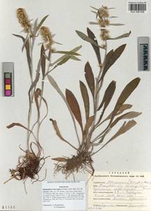 Omalotheca norvegica (Gunnerus) Sch. Bip. & F. W. Schultz, Siberia, Altai & Sayany Mountains (S2) (Russia)