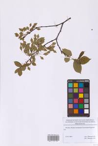 Ulmus laevis Pall., Eastern Europe, Moscow region (E4a) (Russia)
