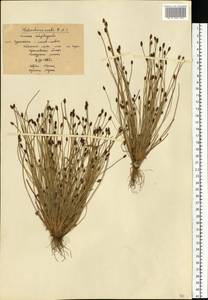 Eleocharis ovata (Roth) Roem. & Schult., Eastern Europe, Central forest region (E5) (Russia)