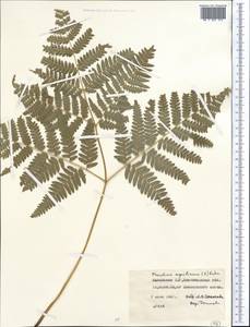 Pteridium aquilinum (L.) Kuhn, Middle Asia, Northern & Central Kazakhstan (M10) (Kazakhstan)