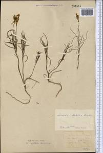 Linaria altaica Fisch., Middle Asia, Northern & Central Kazakhstan (M10) (Kazakhstan)