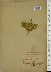 Centaurea benedicta (L.) L., Caucasus, Azerbaijan (K6) (Azerbaijan)