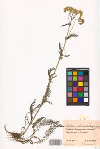 Achillea collina (Wirtg.) Becker ex Rchb., Eastern Europe, West Ukrainian region (E13) (Ukraine)