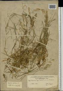 Agrostis capillaris L., Eastern Europe, Lower Volga region (E9) (Russia)