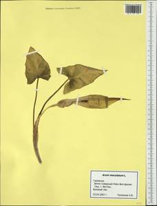 Arum maculatum L., Western Europe (EUR) (Germany)