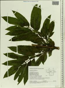 Sambucus ebulus L., Eastern Europe, Central region (E4) (Russia)