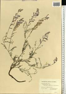 Astragalus varius, Eastern Europe, Central forest-and-steppe region (E6) (Russia)