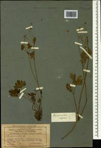 Ranunculus repens L., Caucasus, Azerbaijan (K6) (Azerbaijan)