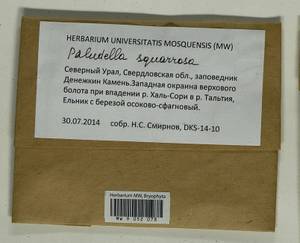 Paludella squarrosa (Hedw.) Brid., Bryophytes, Bryophytes - Permsky Krai, Udmurt Republic, Sverdlovsk & Kirov Oblasts (B8) (Russia)