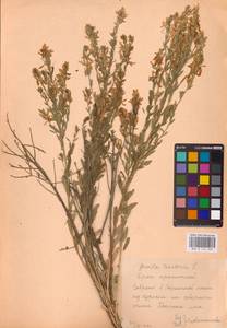 Genista tinctoria L., Eastern Europe, Central forest-and-steppe region (E6) (Russia)