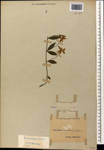 Vinca herbacea Waldst. & Kit., Caucasus, Abkhazia (K4a) (Abkhazia)