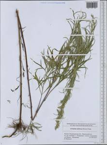 Artemisia umbrosa Turcz. ex DC., Eastern Europe, Central region (E4) (Russia)