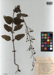 Scrophularia nodosa L., Siberia, Altai & Sayany Mountains (S2) (Russia)