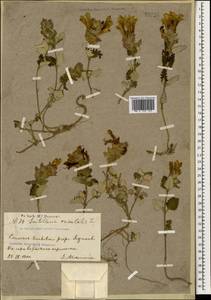 Scutellaria orientalis L., Caucasus, Georgia (K4) (Georgia)