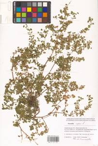 Potentilla supina L., Eastern Europe, Lower Volga region (E9) (Russia)