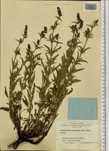 Nepeta multifida L., Siberia, Altai & Sayany Mountains (S2) (Russia)