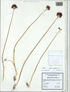 Allium sphaerocephalon L., Western Europe (EUR) (North Macedonia)