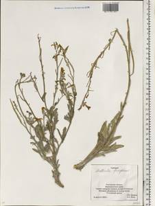 Matthiola fragrans (Fisch.) Bunge, Eastern Europe, Rostov Oblast (E12a) (Russia)
