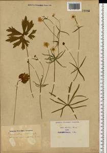Ranunculus auricomus L., Eastern Europe, North Ukrainian region (E11) (Ukraine)