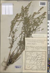 Artemisia campestris L., Eastern Europe, Eastern region (E10) (Russia)
