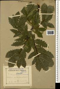 Quercus petraea subsp. polycarpa (Schur) Soó, Caucasus, Azerbaijan (K6) (Azerbaijan)