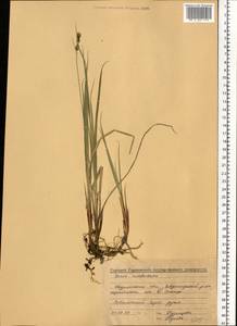 Carex adelostoma V.I.Krecz., Eastern Europe, Northern region (E1) (Russia)