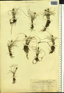 Carex duriuscula C.A.Mey., Siberia, Altai & Sayany Mountains (S2) (Russia)
