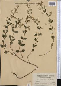 Clinopodium menthifolium subsp. ascendens (Jord.) Govaerts, Western Europe (EUR) (Italy)