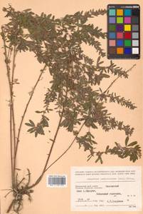 Lespedeza juncea (L.f.) Pers., Siberia, Russian Far East (S6) (Russia)