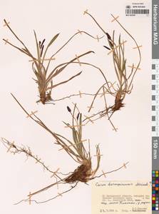 Carex scita var. riishirensis (Franch.) Kük., Siberia, Chukotka & Kamchatka (S7) (Russia)