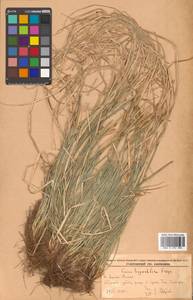 Carex umbrosa subsp. pseudosabynensis T.V.Egorova, Siberia, Russian Far East (S6) (Russia)