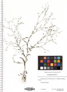 Psammophiliella muralis (L.) Ikonn., Eastern Europe, Middle Volga region (E8) (Russia)