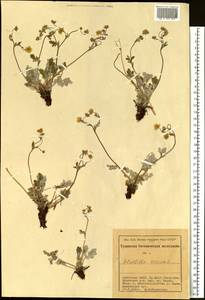 Potentilla sericea L., Siberia, Altai & Sayany Mountains (S2) (Russia)