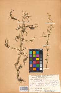 Tripleurospermum inodorum (L.) Sch.-Bip, Eastern Europe, West Ukrainian region (E13) (Ukraine)