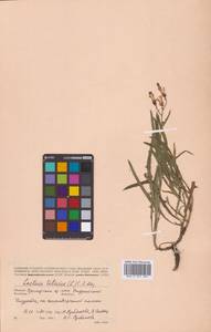 Lactuca tatarica (L.) C.A.Mey., Siberia, Russian Far East (S6) (Russia)