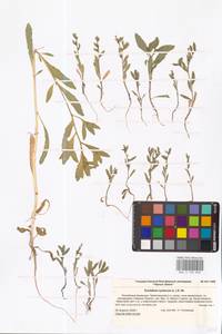 Euclidium syriacum (L.) W.T.Aiton, Eastern Europe, Lower Volga region (E9) (Russia)