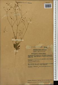 Gypsophila elegans M. Bieb., Caucasus, Azerbaijan (K6) (Azerbaijan)