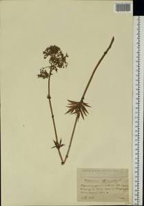 Valeriana officinalis L., Eastern Europe, North Ukrainian region (E11) (Ukraine)