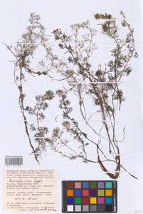 Ranunculus rionii Lagger, Eastern Europe, Lower Volga region (E9) (Russia)