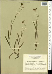 Bupleurum polyphyllum Ledeb., Caucasus, Abkhazia (K4a) (Abkhazia)